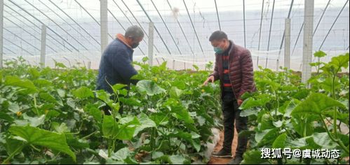 积极做好疫情期间农产品产销对接，保障农产品销售畅通