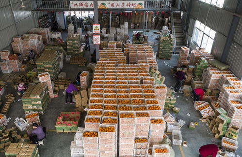 湖北秭归电商复工助力农产品销售，拓宽农民增收渠道