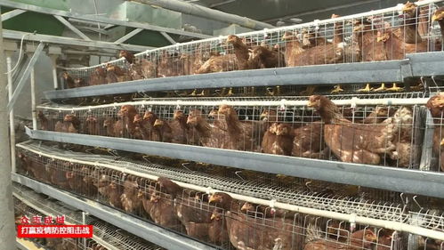 奎苏镇 以贴心服务破解农产品销售难题，拓宽乡村振兴新路径