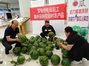 南方电网贵州都匀罗甸供电局驻村干部助力扶贫农产品西瓜销售成效显著